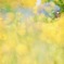 Yellow wonderland