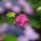花色季節　２０１８アジサイ＃16