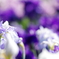 菖蒲2018-3
