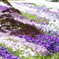 菖蒲2018-4