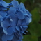 紫陽花
