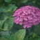 紫陽花の季節