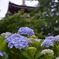 本土寺１