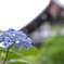 本土寺２