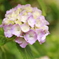 08ACF50D-2AB2-4384-A023-933F4803A2B8