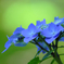 Hydrangea. color version