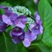 紫陽花