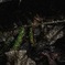 returning (asphalt mix)