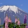 花と月と
