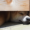 ひだまり