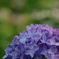 紫陽花②