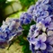 紫陽花