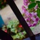 紫陽花