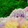 紫陽花