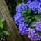紫陽花