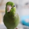 マメルリハ