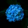 紫陽花