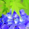 紫陽花と椛の葉
