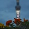 お花目線