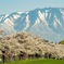 岩手山と桜