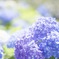 紫陽花