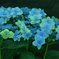 紫陽花日記９