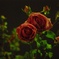 バラの花 / Rose