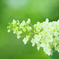 Hydrangea quercifolia