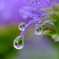 雨もよろし