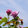 東沢公園（山形県）