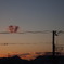 電線にとまっているのは雲
