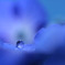 空を染めてゆく青になりたい（紫陽花の独り言）