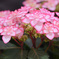 紫陽花日記１０
