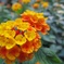 黄色い花