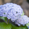bluish purple layers