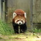 レッサーパンダ