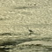 斜光の水面