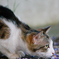 吾輩は猫である、ニャー # 112