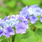 紫陽花