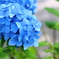 紫陽花