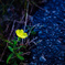 黄の花