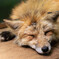 Sleeping Fox 2