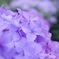 紫陽花