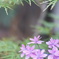 Japanese beauty