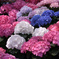 紫陽花日記１２
