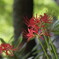 綺麗なお花　1