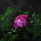 薔薇