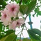 狂っても、桜