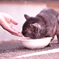 今日からともだち