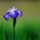 花しょうぶ